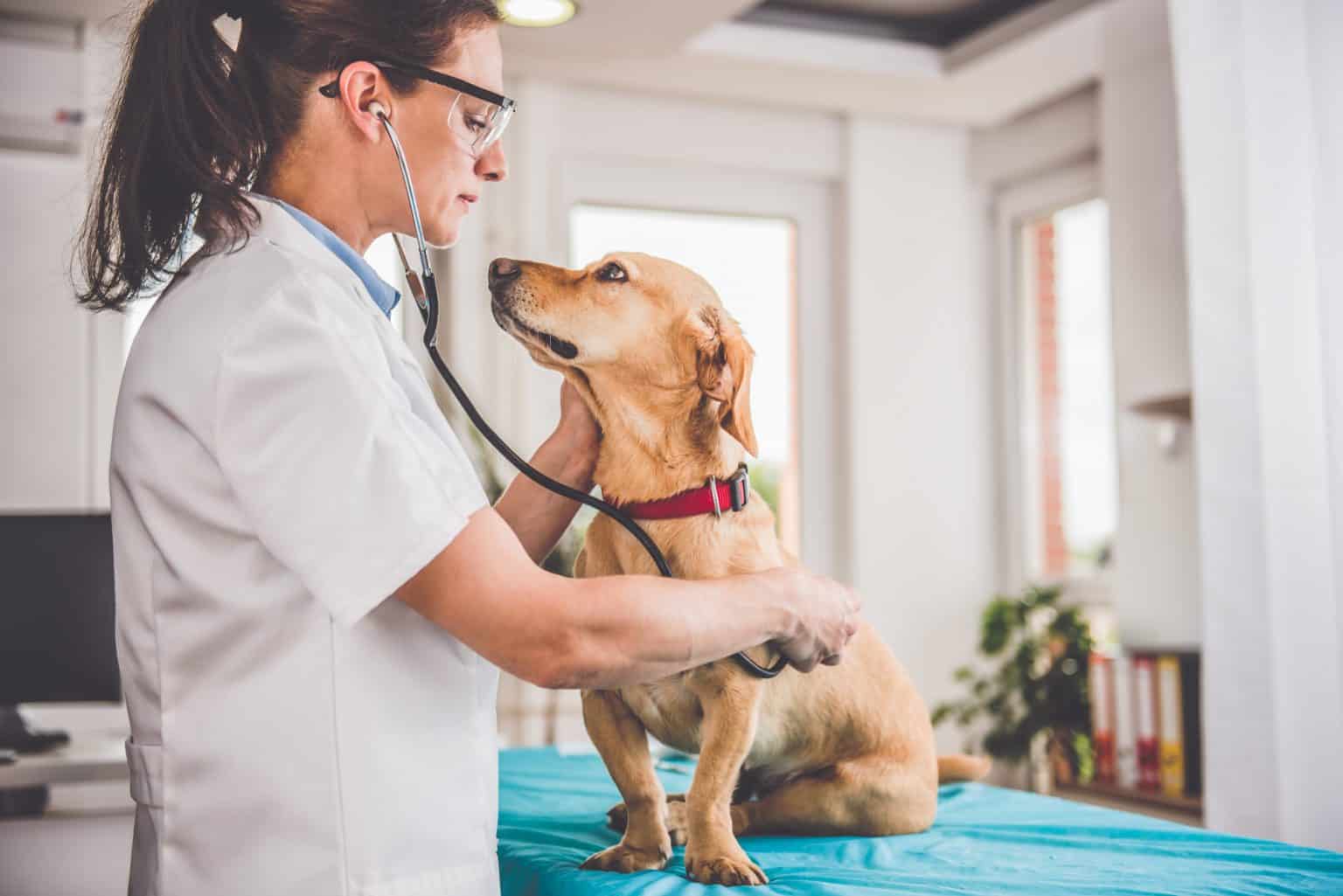 When Your Pet Needs Help: A Guide To Free Or Low-Cost Vet Care